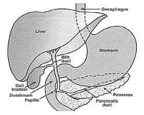 Illustration of Oesophagus, Liver, Stomach, Gall Bladder, Duodenum and Pancreas